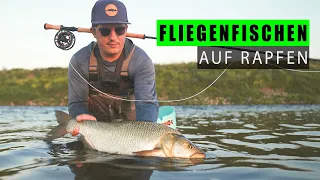 Fliegenfischen auf Rapfen: Tipps & Tricks!