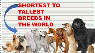 COMPARISON: DOG BREEDS HEIGHT AND WEIGHT