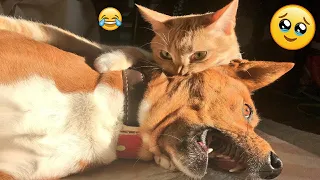 Try Not To Laugh Dogs And Cats 😁 - Best Funniest Animals Video 2024 - 31