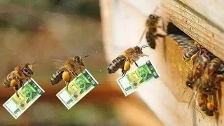!!!!!ТРИ ПРАВИЛА УСПЕХА!!!!! Все Секреты Пчеловодства.