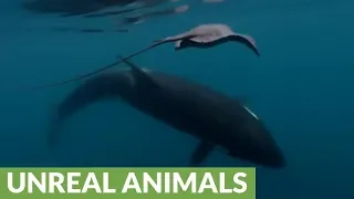 Orca stunts stingray with vicious tail slap