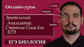 Зрительный анализатор. Строение Глаза для ЕГЭ |ЕГЭ БИОЛОГИЯ|Freedom|