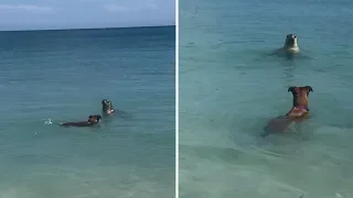 Sea Lion And Dog Swim Together