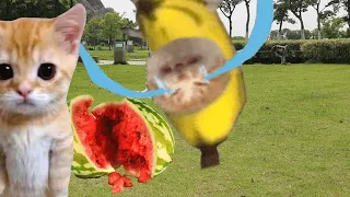 BANANA CAT 🍌😿 BAD LUCK 😿 10 ( 2 MINUTES )