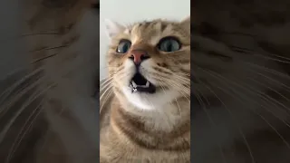 cat compilation