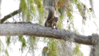 Very Vocal Squirrel