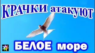 🧍‍♀️⬅🦅 Arctic Terns attack