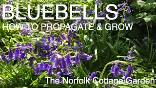 How to Propagate Bluebells