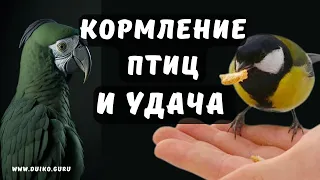 ➣Кормление Птиц и Секрет Удачи