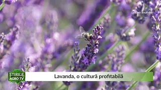 Lavanda, o cultură profitabilă 17 03 2021