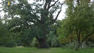 Thousand Year Old Oak Tree | Unexplored Ukraine