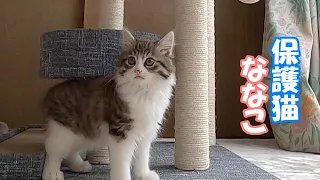 【保護猫】キャットタワーにおもちゃをつけたら子猫が夢中で遊んでくれました♪【子猫／捨て猫／迷い猫】