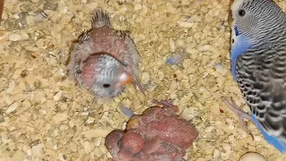 Расцветка птенцов у пары волнистых попугаев. Ощип или плохое оперение?!