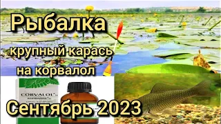 Рыбалка на поплавок 27 сентября 2023 г.Ловля крупного дикого карася на корвалол в камышах.