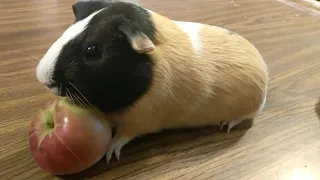 Adorable Guinea Pig Eats Apple ASMR