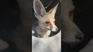 Fawzi fox in his outdoor cage