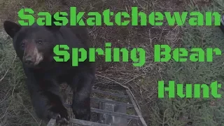 High Intensity Saskatchewan Black Bear Hunt