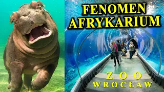 AFRYKARIUM Ciągle Rządzi? Na Czym Polega Jego Fenomen?