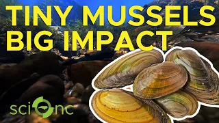 Mussels clean rivers. Here’s how we can save them.