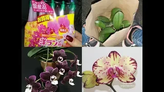 Новые ОРХИДЕИ, первые ШАГИ после покупки/ получили орхидеи ПОЧТОЙ , что делать дальше?