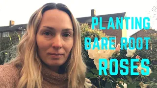 Planting bare root roses