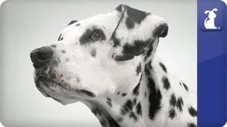 Doglopedia - Dalmatian
