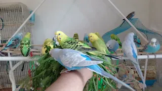 Budgies Eating Vegetables From My Hand
