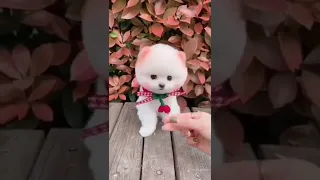 Pomeranian dog 🐶