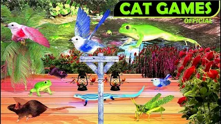 Cat Games | Ultimate Cat TV Compilation For Cats | Best Cat Games Video For Cats | 🐱