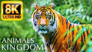 ANIMAL KINGDOM 8K ULTRA HD - Best Places and Animals with Relaxing Music 8K TV