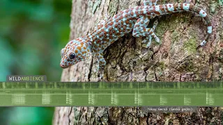 Tokay Gecko Sounds & Call. The sound of a gecko making loud 'to-kay' calls.