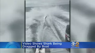 Video Shows Shark Being Dragged By Motor Boat
