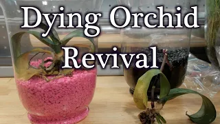 How To Revive Dying Dehydrated Orchids Without Moss