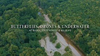 Butterflies, Drones & Underwater | Sony A7III | GoPro | DJI Mavic Pro 2