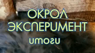 ИТОГИ окрола, МНОГО кроликов и эксперимент на кроликах | Дневник Кроликовода №55 🐰 | Арболитич