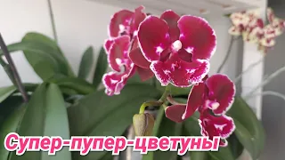 #ОРХИДЕИ :самые любительницы поцвести 🌸