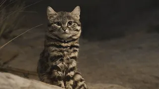 Муравьиный тигр - самая опасная кошка в мире | Редкие животные