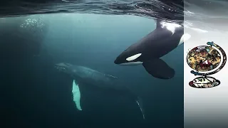 Orcas Co-Exist With Norway's Arctic Fishermen