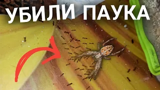 МУРАВЬИ УБИЛИ ПАУКА ! tetramorium bicarinatum. #мурашки