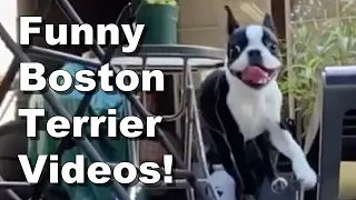 Boston Terriers Doing What They Do Best! Being Funny!