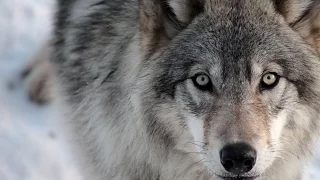 Wolf hunting in Kazakhstan