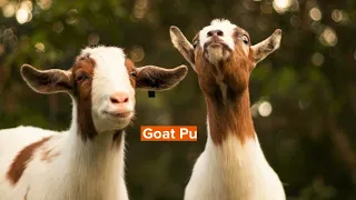 Goat Puns Perfect For Kids