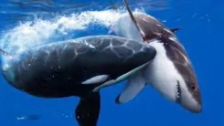 GRAN DOCUMENTAL DE ORCAS ASESINAS / ANIMALES MARINOS  EN HD  INTELIGENCIA ANIMAL