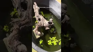 How to clean turtle pond(reupload)