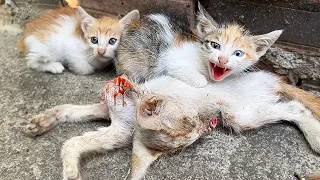The Poor Cat's Body Is No Longer Intact, The Two Kittens Need Help  Color Of Life