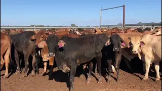 RED BRAHMAN 2