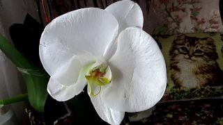 Орхидея. Новинка. Фаленопсис Синголо.Orchid. The novelty. Phalaenopsis Singolo.