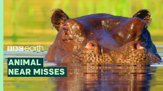 Incredible Animal Escapes | BBC Earth