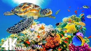 3HRS of 4K Turtle Paradise - Undersea Nature Relaxation Film + Relaxing Music by Soothing Melody