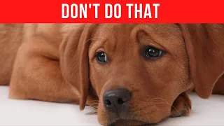 Things Dogs HATE And Wish You'd STOP Doing | 10 things Dogs hate that humans do | Doggie Dislikes